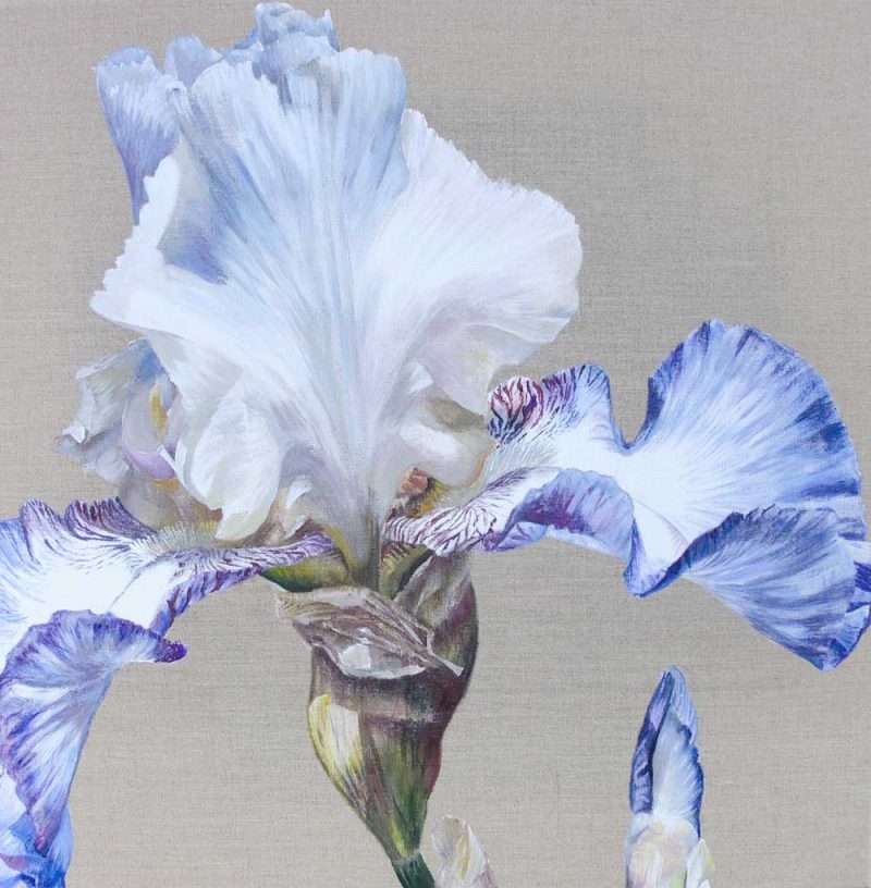 China White Dancer, original flower painting of bearded irises by Sarah Caswell