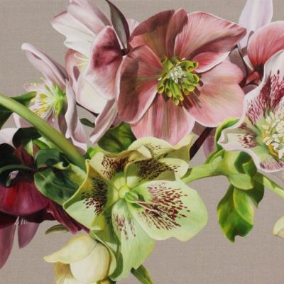 Hellebore Melody Print on canvas by Sarah Caswell