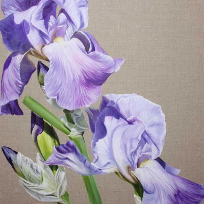 Higher (Rising Up) acrylic original flower painting on an unpainted natural linen background by Sarah Caswell. Blue bearded irises in bright sunshine.