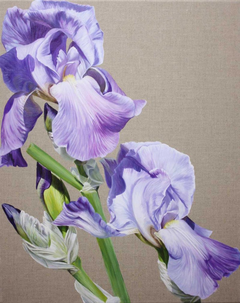 Higher (Rising Up) acrylic original flower painting on an unpainted natural linen background by Sarah Caswell. Blue bearded irises in bright sunshine.