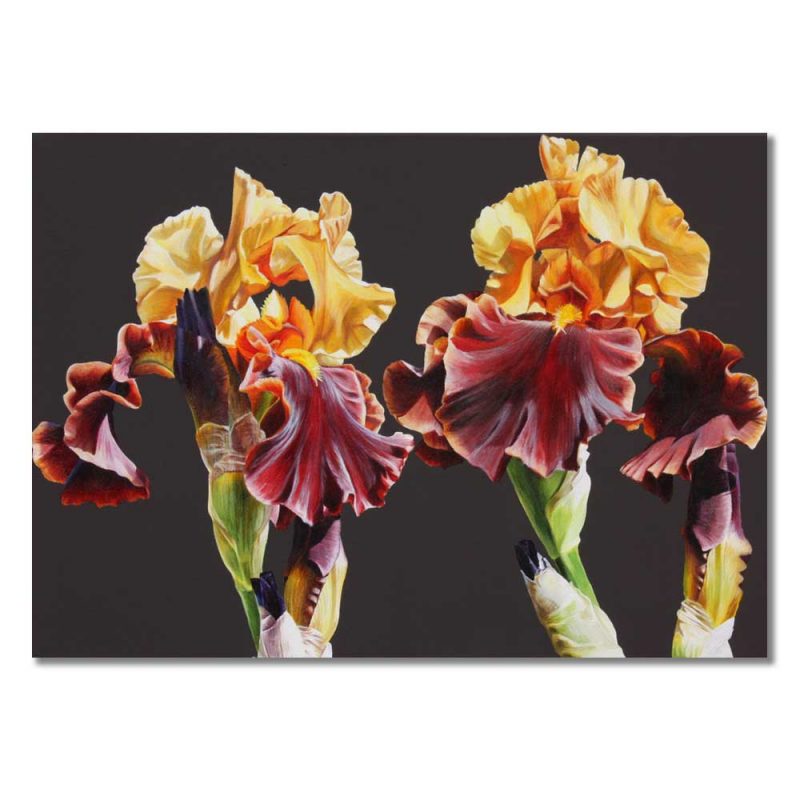 Greetings card Iris Fire II by Sarah Caswell