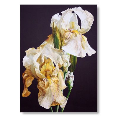 Greetings Card - Café Crème Irises