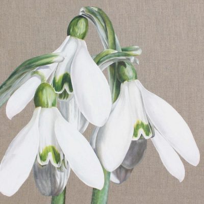 Mounted Print - Candlemasse Belles
