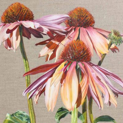 Multi-coloured echinacea Sundowner on linen background painting by UK floral artist Sarah Caswell