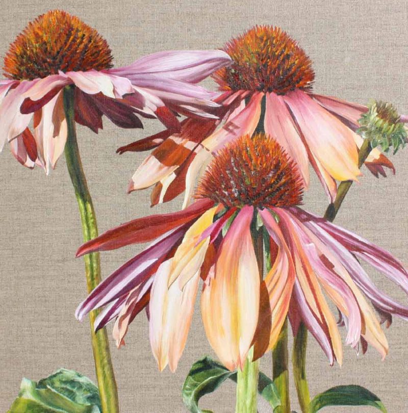 Multi-coloured echinacea Sundowner on linen background painting by UK floral artist Sarah Caswell