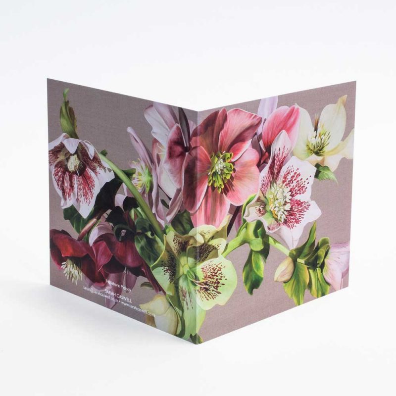 Pink and green and spotted hellebores on linen background painting by Sarah Caswell open card