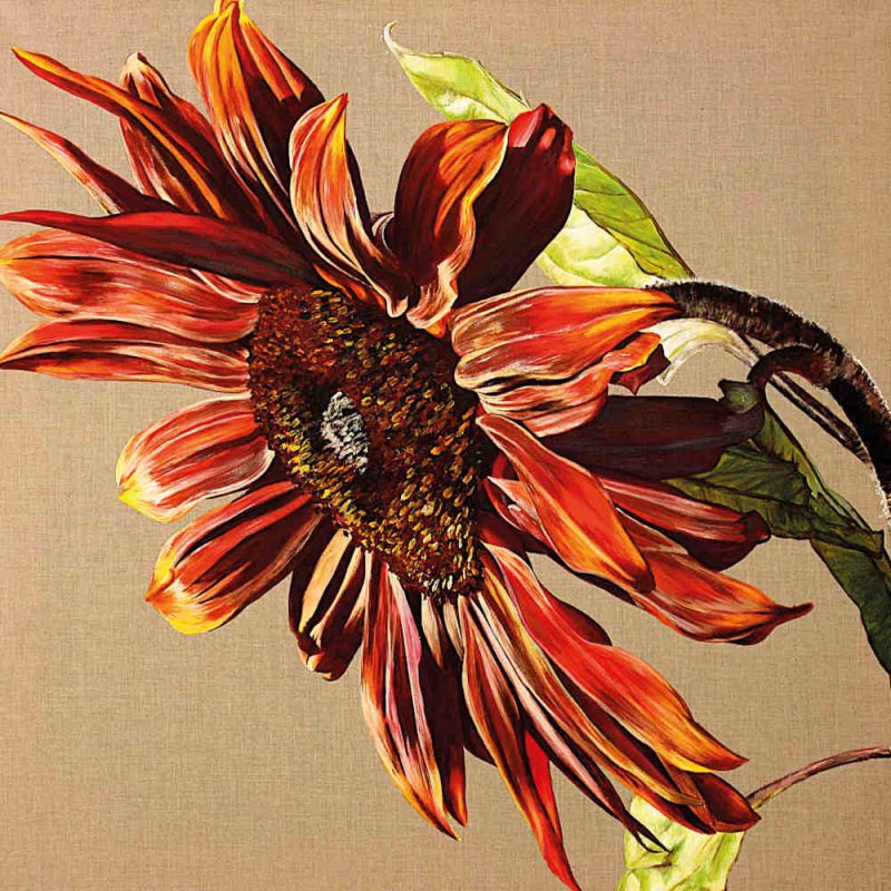 Mounted Print - Chocolate Sunflower