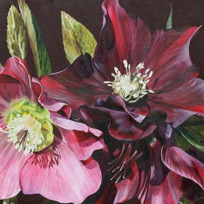 Mounted Print - Gothic Hellebore