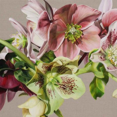 Pink and white and green hellebores on linen background. Painting by UK floral artist Sarah Caswell