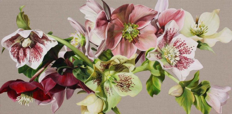 Pink and white and green hellebores on linen background. Painting by UK floral artist Sarah Caswell