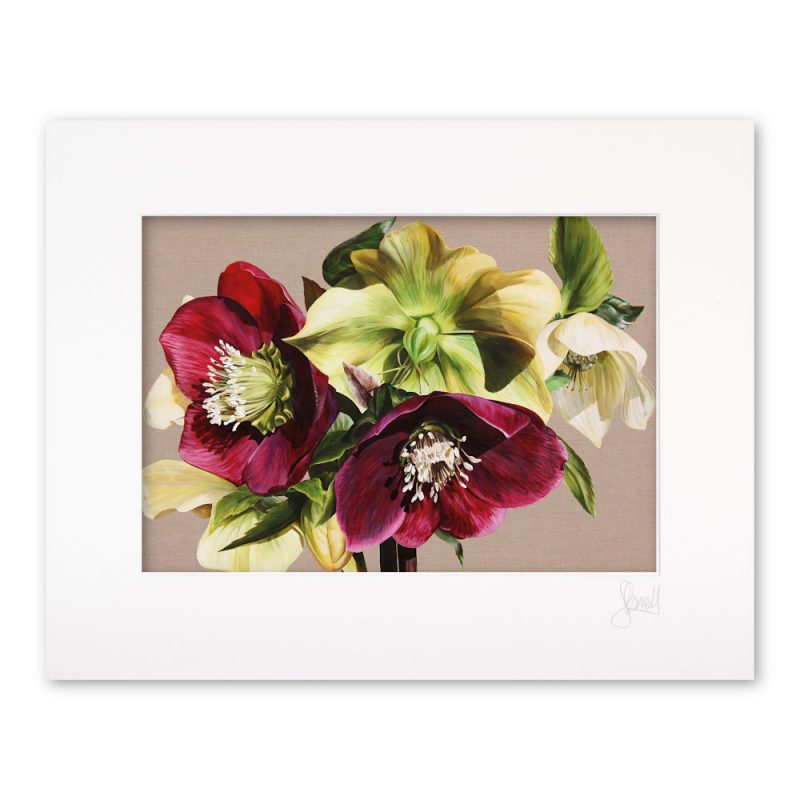 Mounted Print - Hellebore IX - Image 2