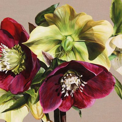 Mounted Print - Hellebore IX