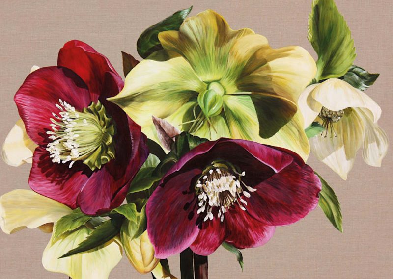 Mounted Print - Hellebore IX