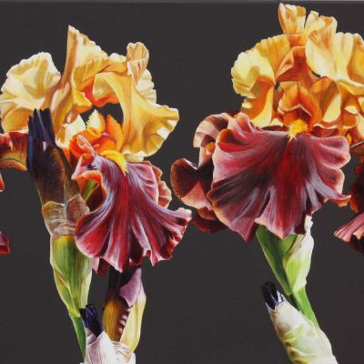Toffee and gold irises on chocolate background painting by UK floral artist Sarah Caswell