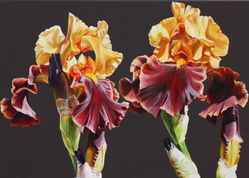 Toffee and gold irises on chocolate background painting by UK floral artist Sarah Caswell