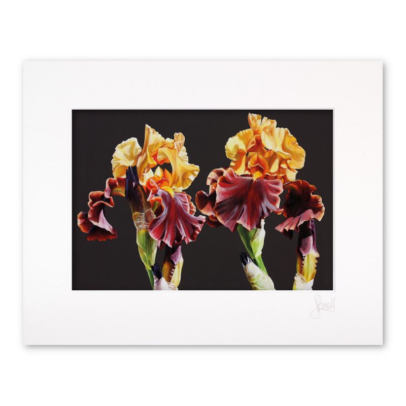 Mounted Print - Iris Fire II - Image 2