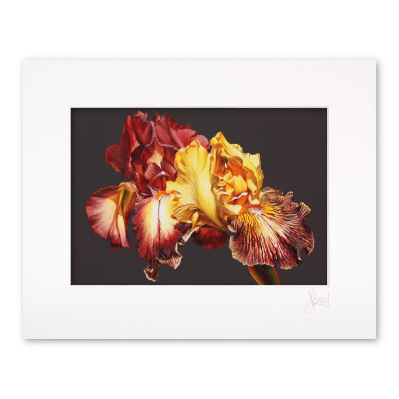 Mounted Print - Iris Fire - Image 2