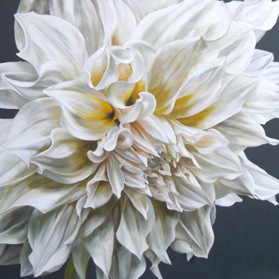 White Cafe au Lait dahlia on black background painting by UK floral artist Sarah Caswell