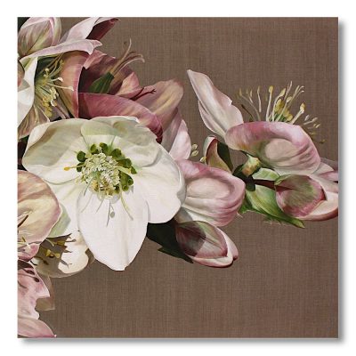 Greetings Card  - Soft Pink Hellebore