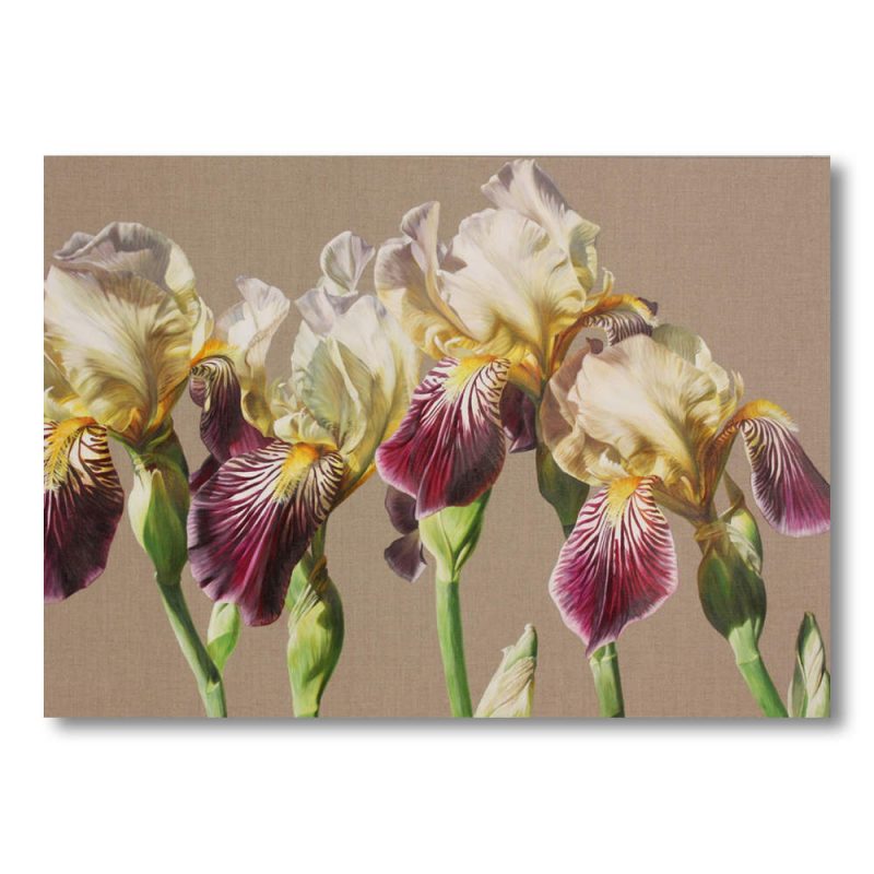 Bi-coloured cream and mauve Old fashioned irises on linen background painting by Sarah Caswell
