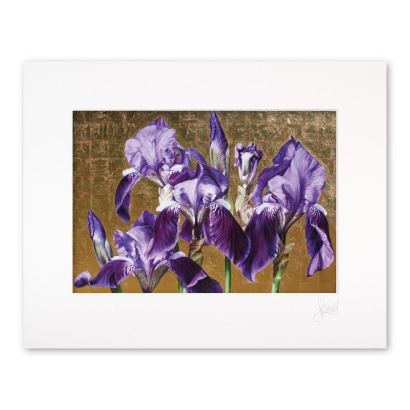 Mounted Print - The Rose Irises - Image 2