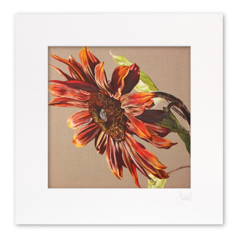 Mounted Print - Chocolate Sunflower - Image 2