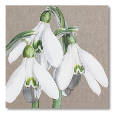 Greetings Card  - Candlemasse Belles