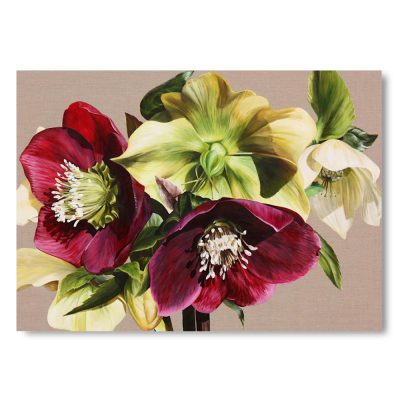 Greetings Card - Hellebore IX