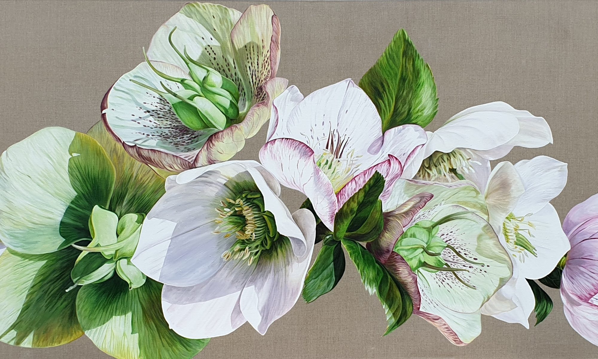 Original acrylic painting 'Hellebore Fresh' by Sarah Caswell.