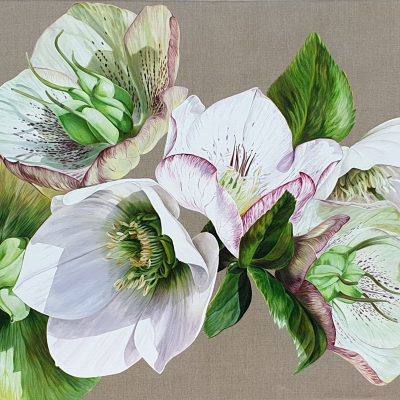 Original acrylic painting 'Hellebore Fresh' by Sarah Caswell.