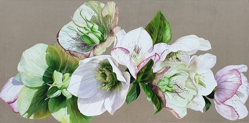 Original acrylic painting 'Hellebore Fresh' by Sarah Caswell.
