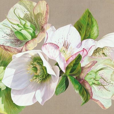 Canvas print of Original acrylic painting 'Hellebore Fresh' by Sarah Caswell