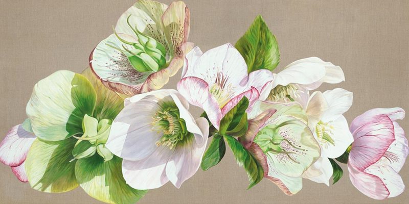 Canvas print of Original acrylic painting 'Hellebore Fresh' by Sarah Caswell