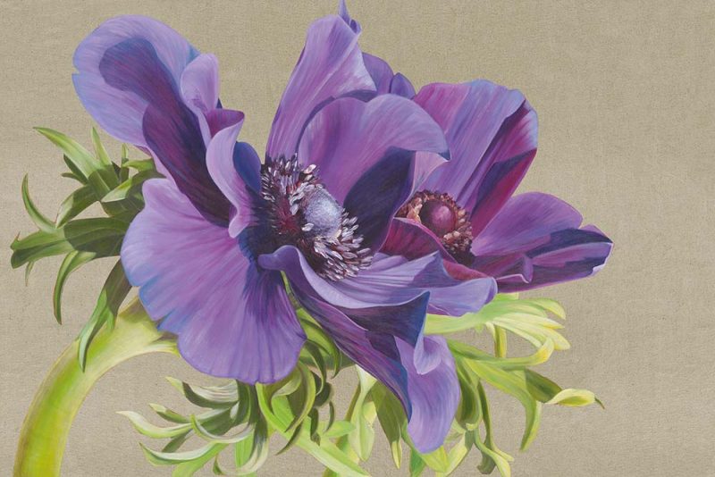 Canvas print of 'Reverence of Anemones' by Sarah Caswell