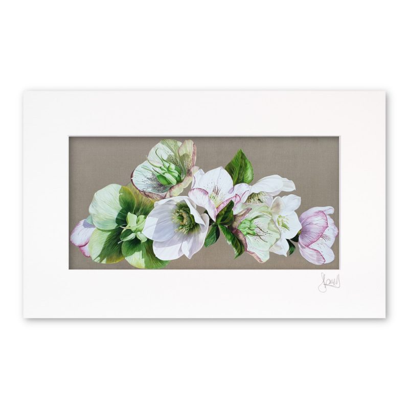 Mounted Print - Hellebore Fresh - Image 2