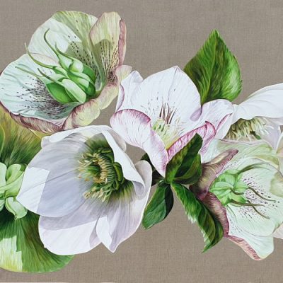 Mounted Print - Hellebore Fresh
