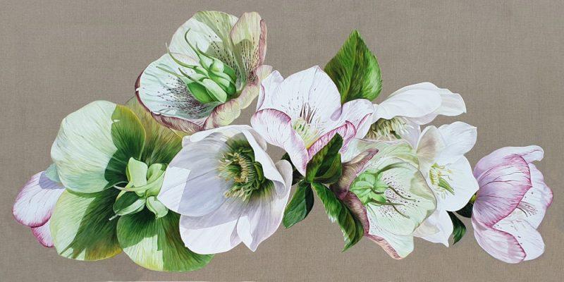Mounted Print - Hellebore Fresh