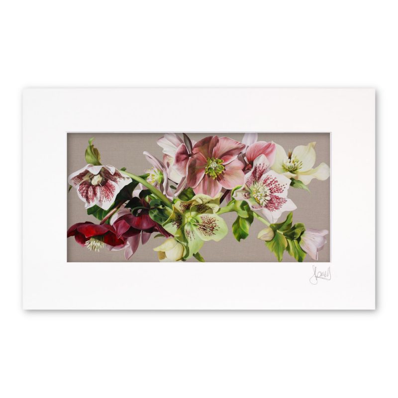 Mounted Print - Hellebore Melody - Image 2