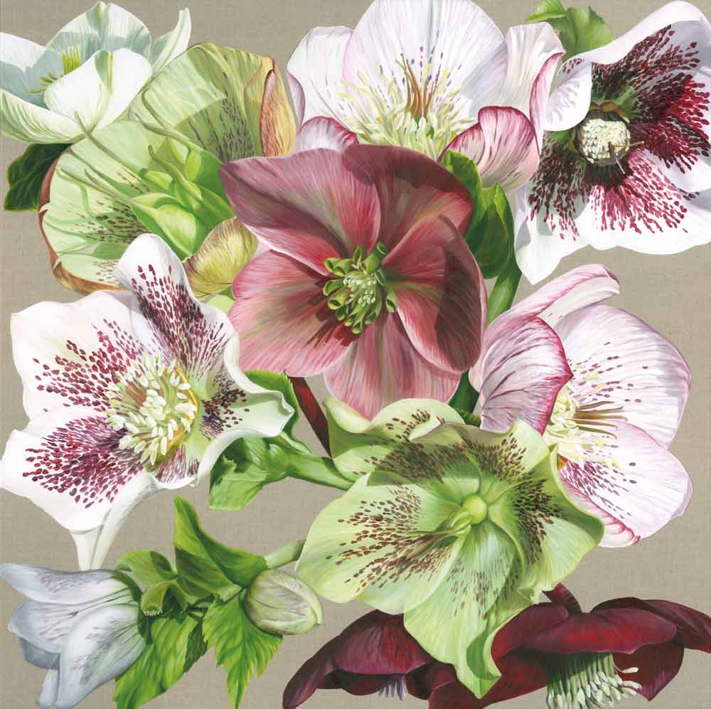 Original acrylic painting on linen canvas, A collection of hellebores from white, pink veined, through green to darkest claret. In bright sunshine. This painting was created specifically to be the model for the second Sarah Caswell silk scarf ‘No.2’.