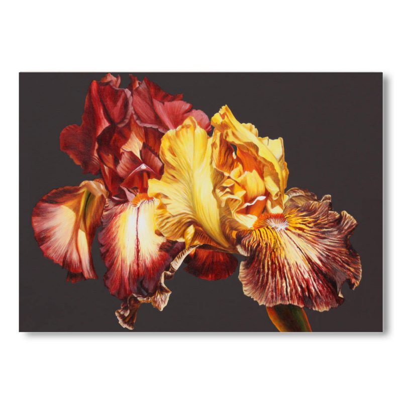 Mounted Print - Iris Fire
