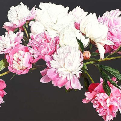 Pink and white peonies in bright sunshine on dark brown background