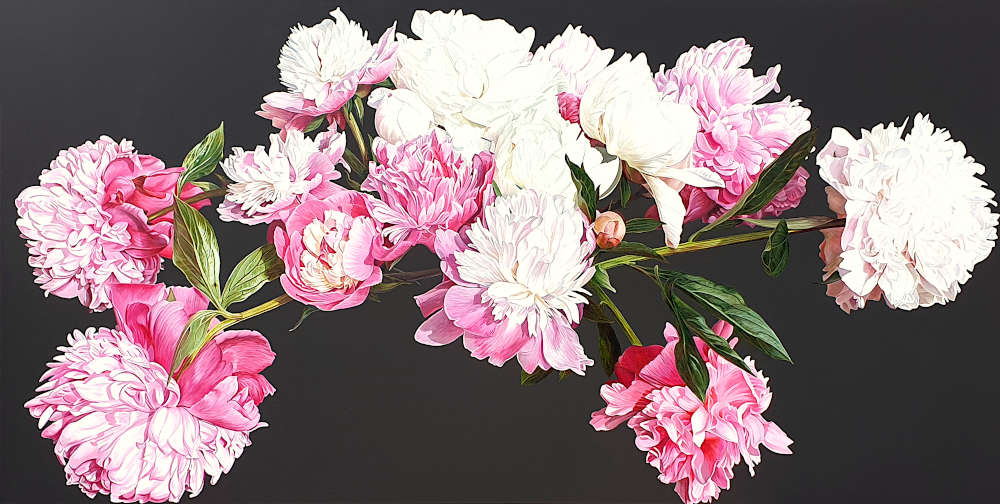 Pink and white peonies in bright sunshine on dark brown background