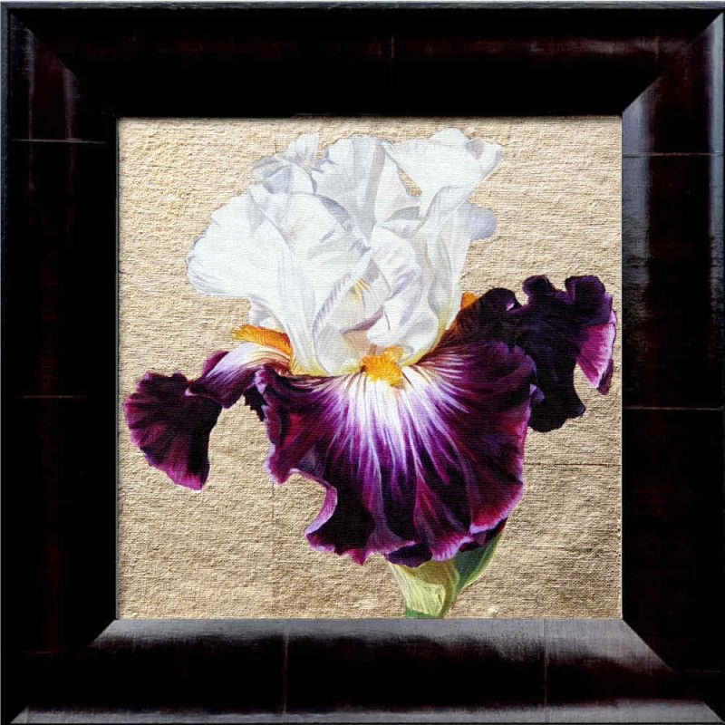 White and mauve bi-coloured bearded iris in bright sunshine on 22.5ct moon gold leaf background. Original acrylic painting by UK Floral Artist Sarah Caswell on canvas.