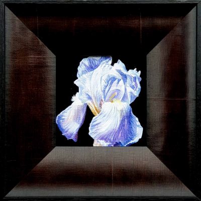 Artist Support pledge #15. Blue Iris on deep black background, part of the ‘Midnight Elegance’ series. Original acrylic sketch by UK Floral Artist Sarah Caswell on canvas board. Framed in black.