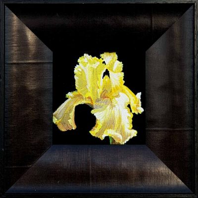 Artist Support pledge #3. Yellow iris on deep black background. Original acrylic sketch by UK Floral Artist Sarah Caswell on canvas board.
