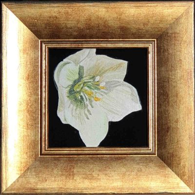 Artist Support pledge #6. White Hellebore on deep black background. Original acrylic sketch by UK Floral Artist Sarah Caswell on canvas board.