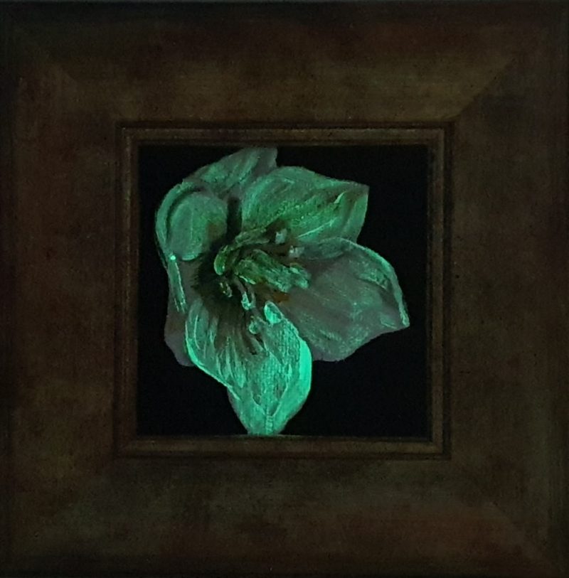 Artist Support pledge #6. White hellebore in glow in the dark paint. Original acrylic sketch by UK Floral Artist Sarah Caswell on canvas board.