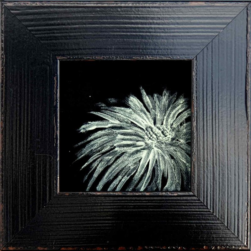 Artist Support pledge #7. SWite shasta daisy in deep black background. Original acrylic sketch by UK Floral Artist Sarah Caswell on canvas board.