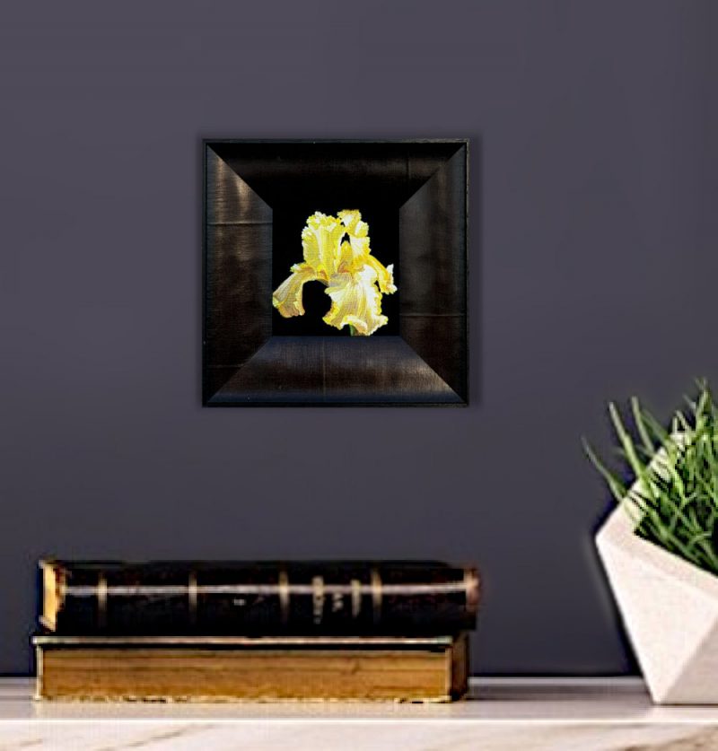 Artist Support pledge #3. Yellow iris on deep black background. Original acrylic sketch by UK Floral Artist Sarah Caswell on canvas board. Shown on a purple interior wall.