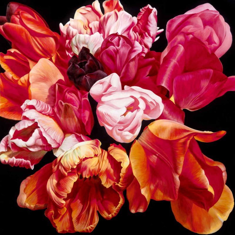 Tulip Rhapsody